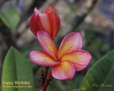 Happy Birthday FCN Plumeria