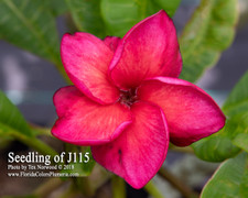 Holey Moley FCN Plumeria