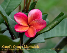 Carols Orange Marmalade  FCN Plumeria