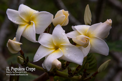 JL-Pupukea-Crepe_6498__05128.