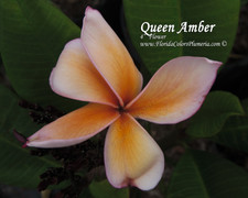 Queen Amber JJ Plumeria