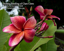 Stormy FCN Plumeria