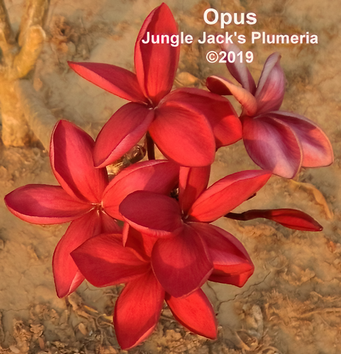 Opus Plumeria Introduced by Jungle Jack