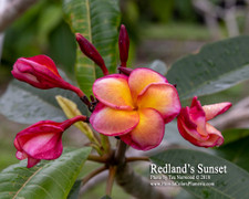 Redlands Sunset FCN Plumeria