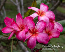 Thornton Raspberry Plumeria