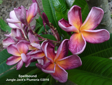 Spellbount Plumeria Photo provided by Jungle Jack Plumeria.