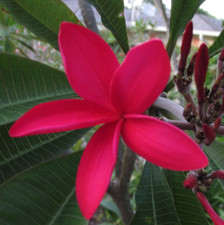 Vivace Plumeria