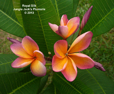 Royal Silk JJ Plumeria