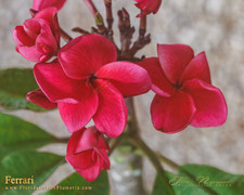 Ferrari FCN Plumeria