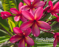 Hooley Dooley Plumeria