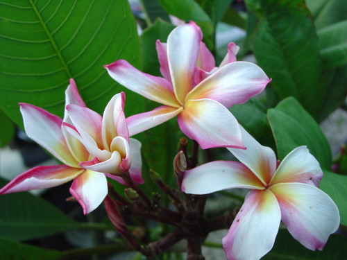 Puttaraaka aka Phatta Raksa Plumeria