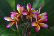 Herzog's Kara's Rainbow Plumeria
