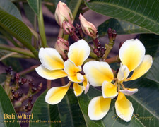 Bali Whirl Plumeria