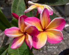 Scarface Plumeria