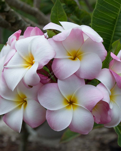 Abigail Plumeria Introduced by Florida Colors Nursery