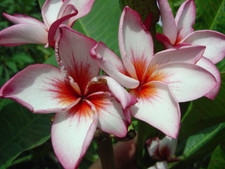 Gee Petch Plumeria