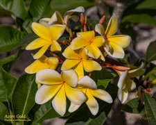 Aztec Gold Plumeria