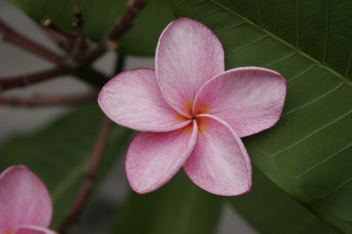 Plumeria cool_aid__87185.1733420965.500