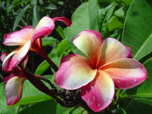 Marco Polo Plumeria Introduced by Jungle Jack