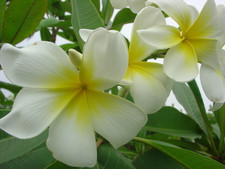 Polynesian White aka Sherman Plumeria