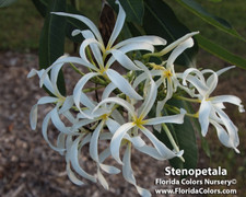 P. Stenopetala Plumeria