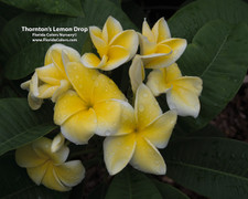 Lemon Drop aka Thornton's Lemon Drop Plumeria