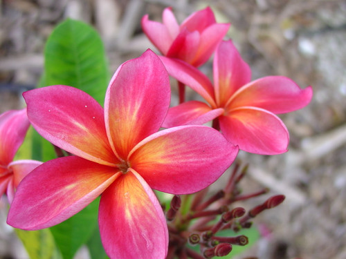 Donald Angus Gold aka Angus Gold - Florida Colors Nursery