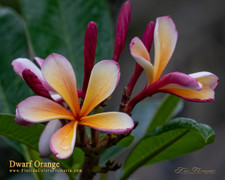 Dwarf Orange Plumeria