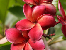 Guadalupe Fernandez Plumeria