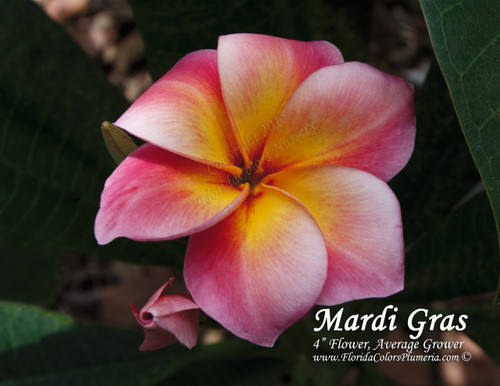Mardi_Gras_6911__95085.