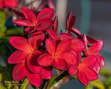 Siam Ruby Plumeria