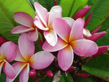 Marion B FCN Plumeria