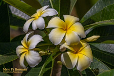 Mele Pa Bowman Plumeria