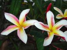 Madame Poni Plumeria