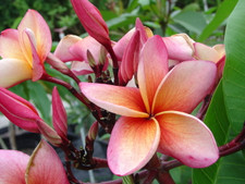 India Plumeria