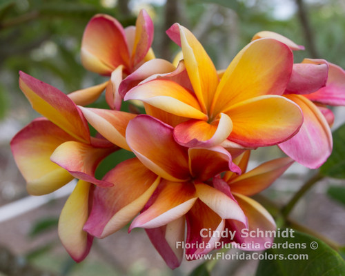Plumeria Cindy Schmidt Plumeria