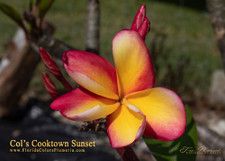 Col's Cooktown Sunset Plumeria