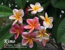 Kimo Plumeria