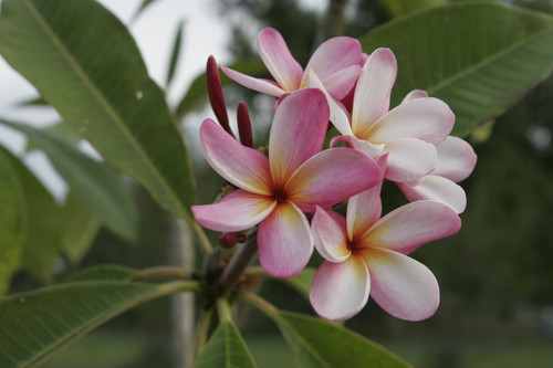 plumeria ページ SAKURAJIMA Plumeria by Nui