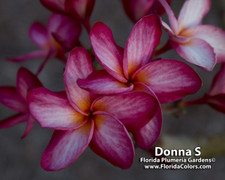 Donna S FCN Plumeria