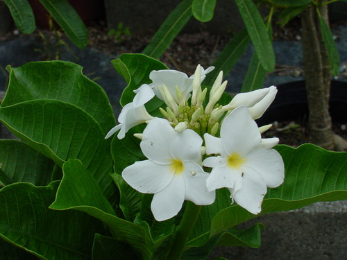 Plumeria Muda Jasmim-manga Plumeria Cores Sortidas Surpresa Florindo