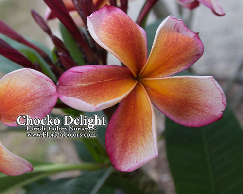 Chocko_Delight_0225__71604.