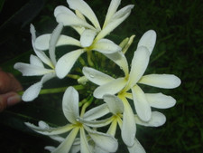 Hanging Windmill Plumeria