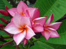 La Belle Plumeria