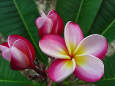 Sophie FCN Plumeria