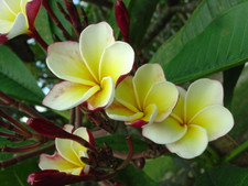 Ventiquattro Plumeria