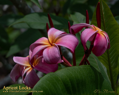 plumeria☆ Apricot-Locks_6598__02207.