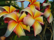 Hawaiian Flag JL Plumeria