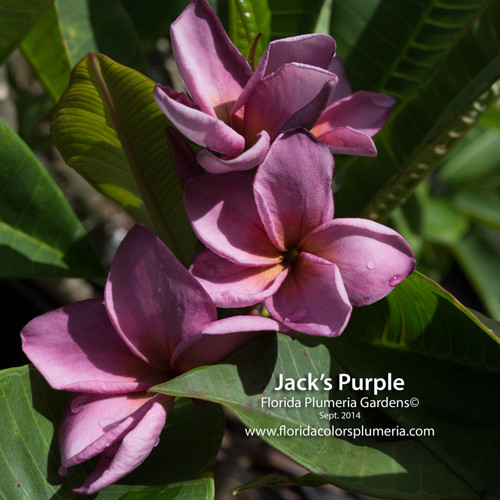 Jacks_Purple_7163__27961.