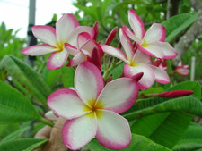 Lillywarmtoes FCN Plumeria